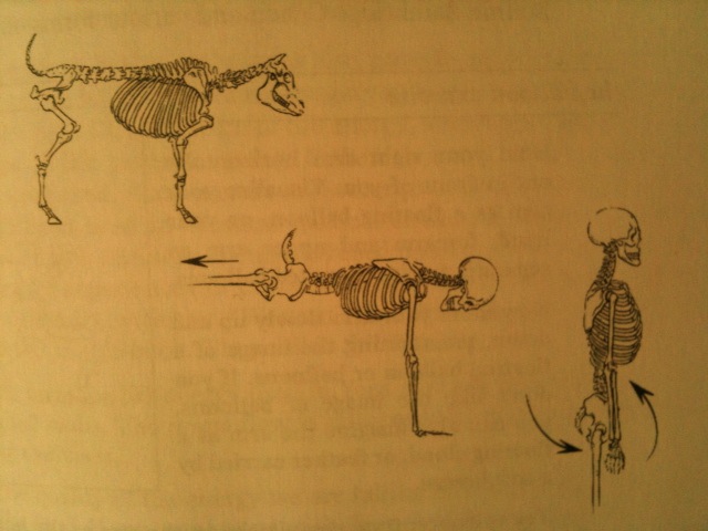 Evolution of the Human Pelvis